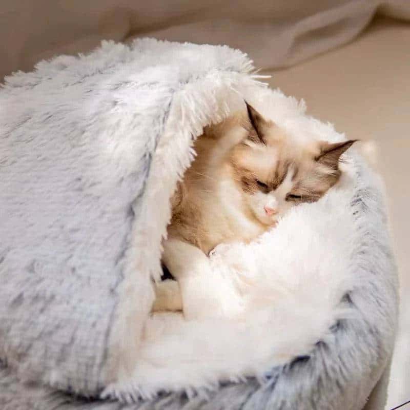 Semi-Closed small dod Bed - Di Supremo