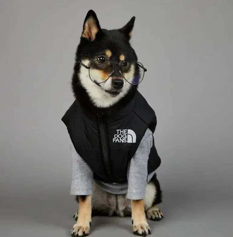 Windproof Rainproof Dog Coat My Shop Saver