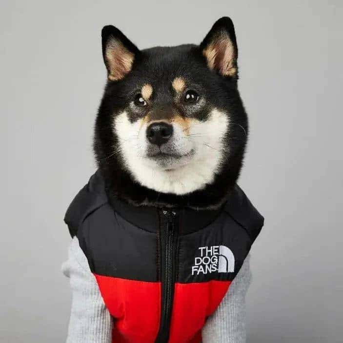 Windproof Rainproof Dog Coat My Shop Saver